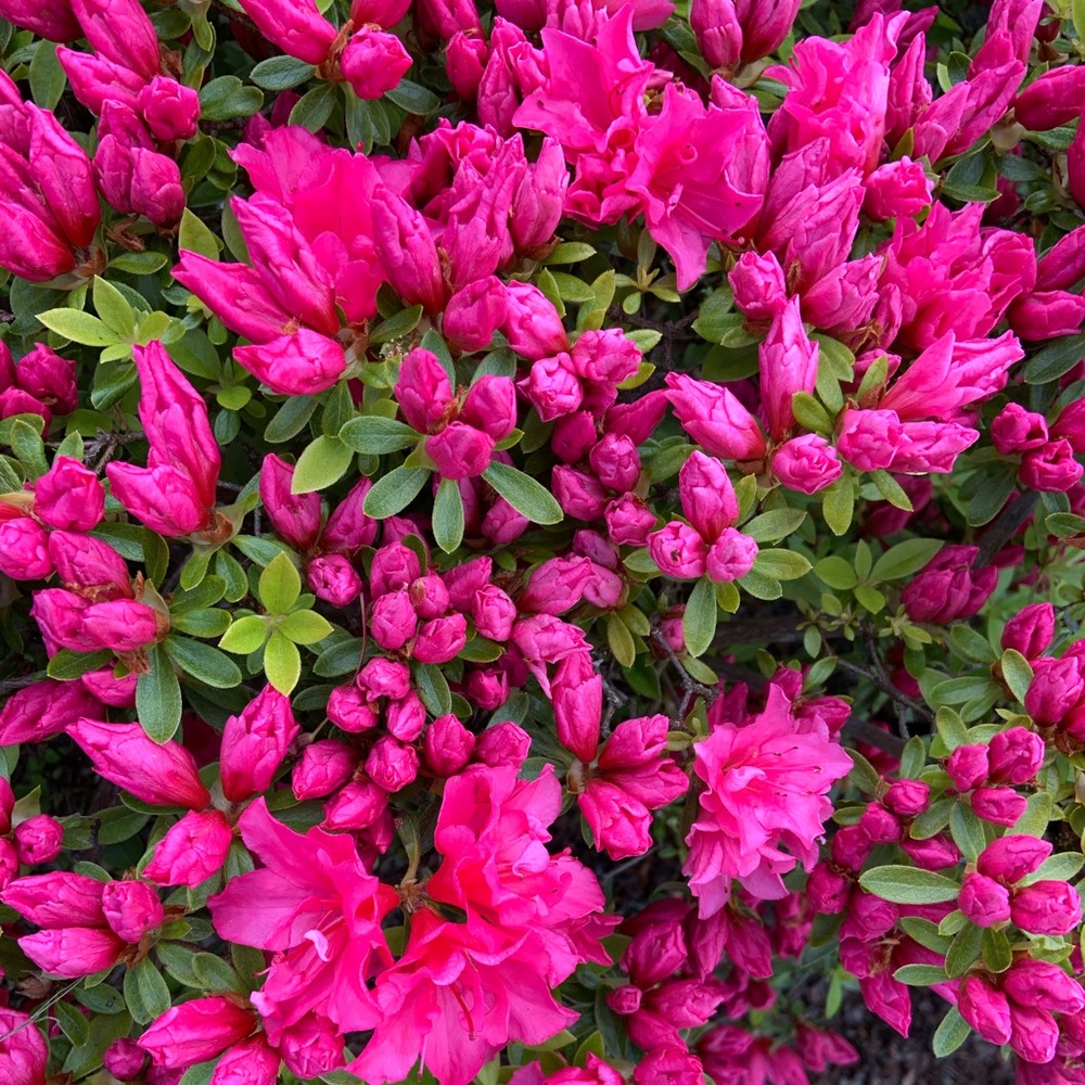 Meet your Posher, Celia